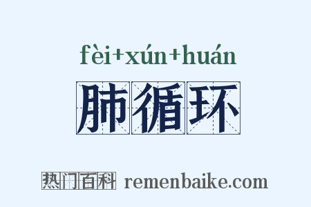 肺循环是什么意思的图片